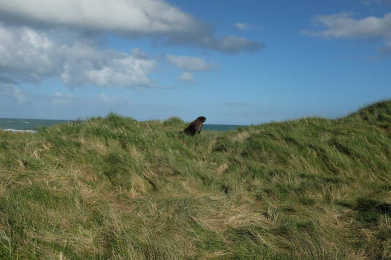 Catlins - a big sealion peaking out of the grass
