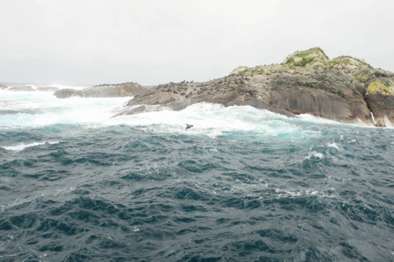 Doubtful Sound - seal colony - note the jumping seal