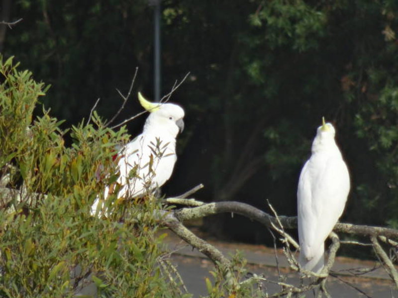 white kakadus on our first Aussie campsite