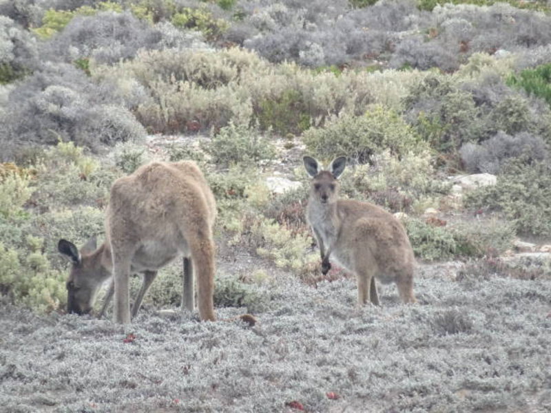 more kangaroos, mother and baby this time