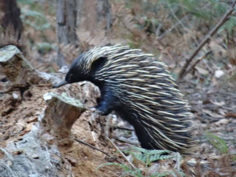 echidna looking for delicious worms to eat