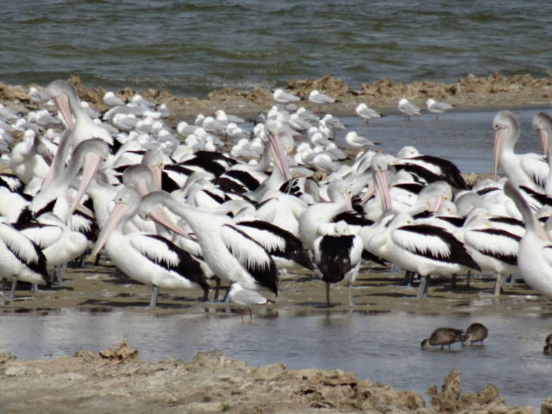 Coorong National Park - this is not even the actual Pelican Island, but enough Pelicans nonetheless 