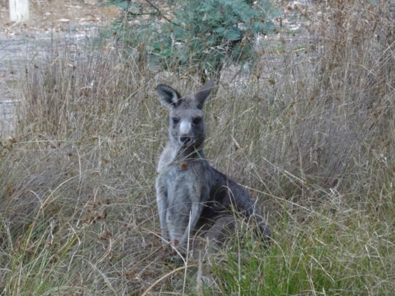 Grampians National Park - our first kangaroo pics of many more to come