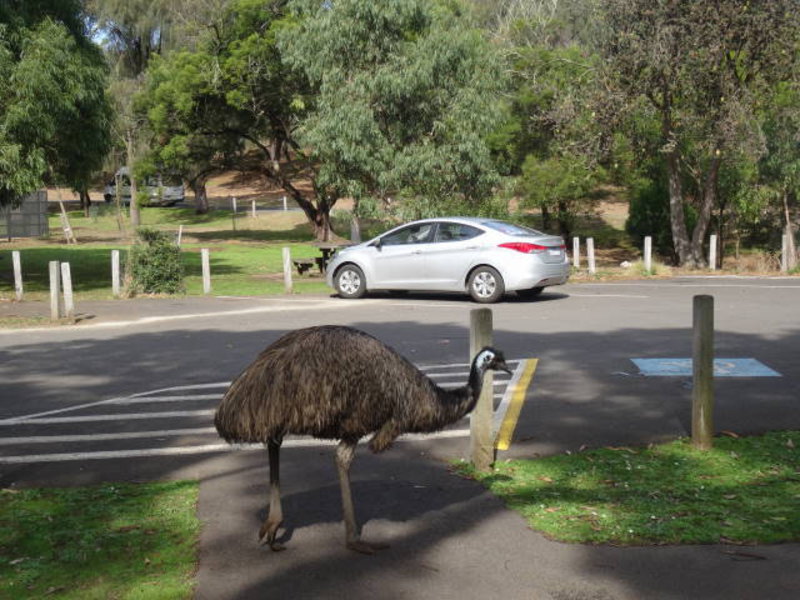 our first emu sighting and our car - notice the size comparison!