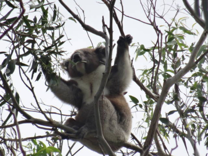 a koala munching on eucalyptus leaves