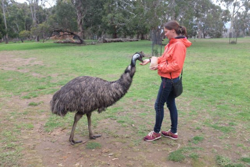 Adelaide Hills - feeding an emu