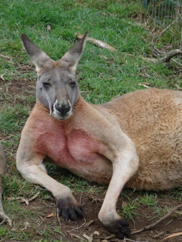 Adelaide Hills - Red kangaroo posing