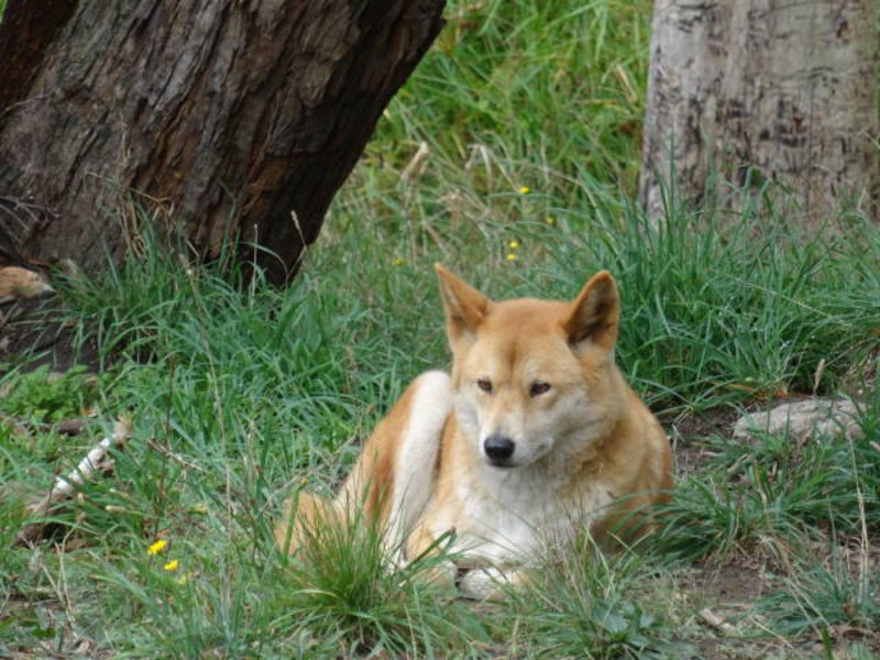 Adelaide Hills - I didn't know dingos look like shibas