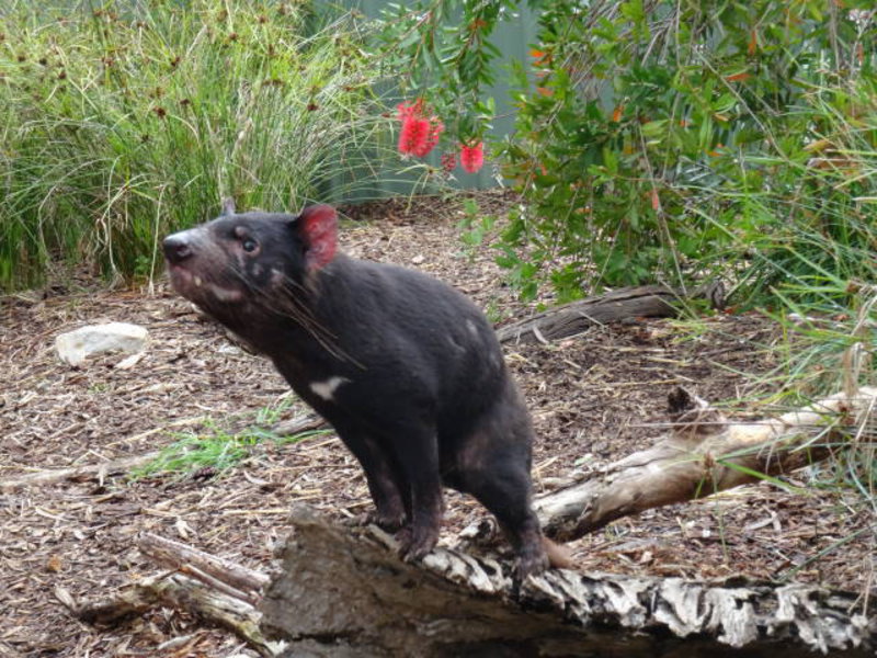 Adelaide Hills - Tasmanian devil