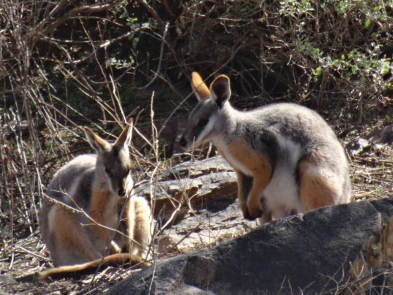 Flingers range - wild rock kangaroos