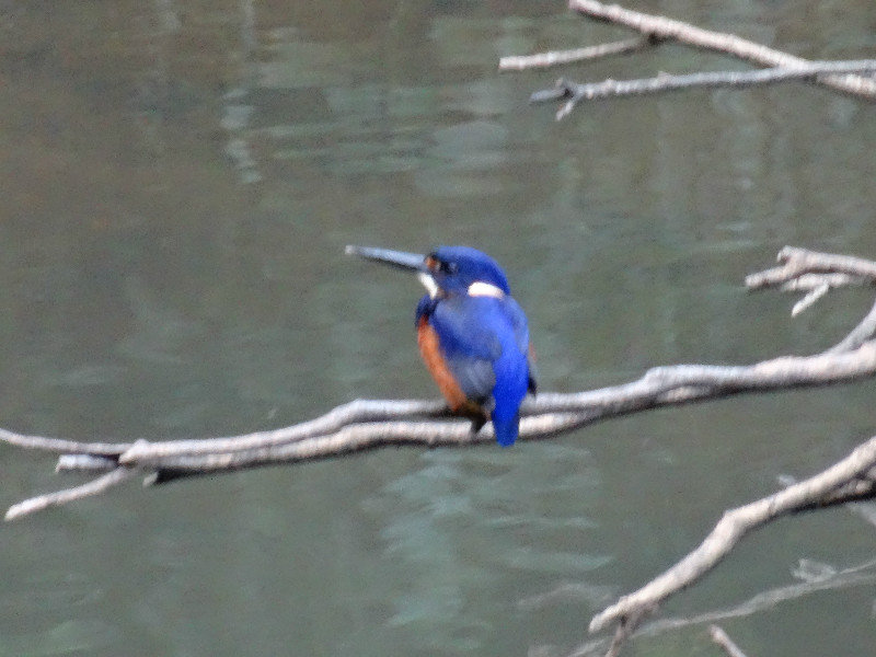 we saw a kingfisher at the platypus place too
