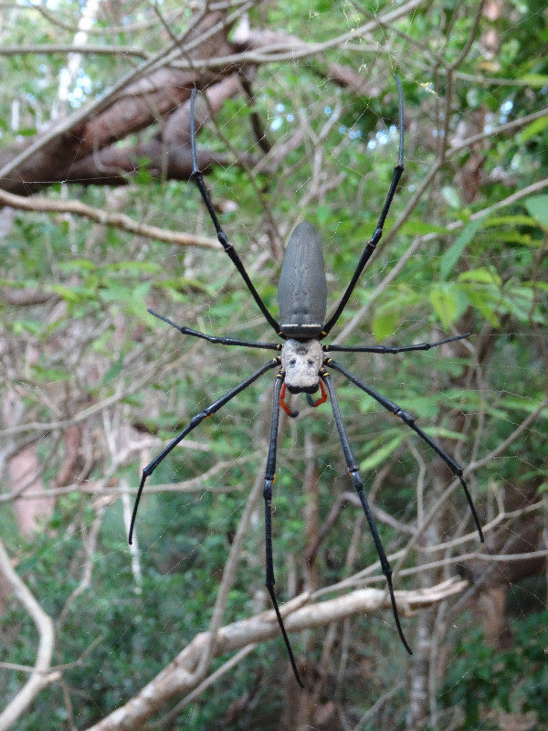 these kind of spiders we had to face when walking through Whitsunday Island, apparently harmless, though