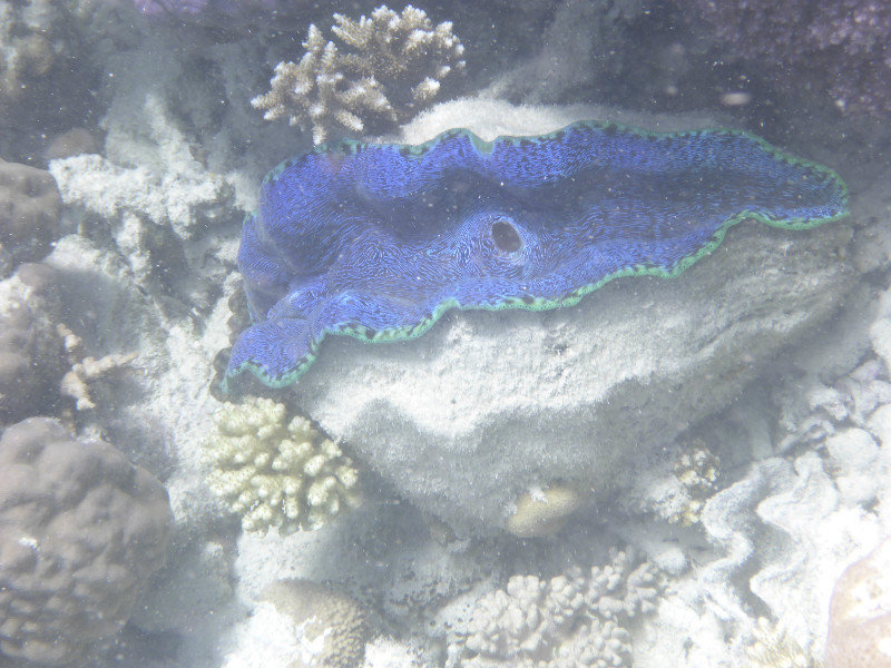 the reef had lots of bright giant clams
