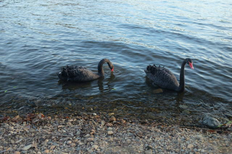 Canberra - black swans