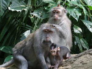 monkey famile