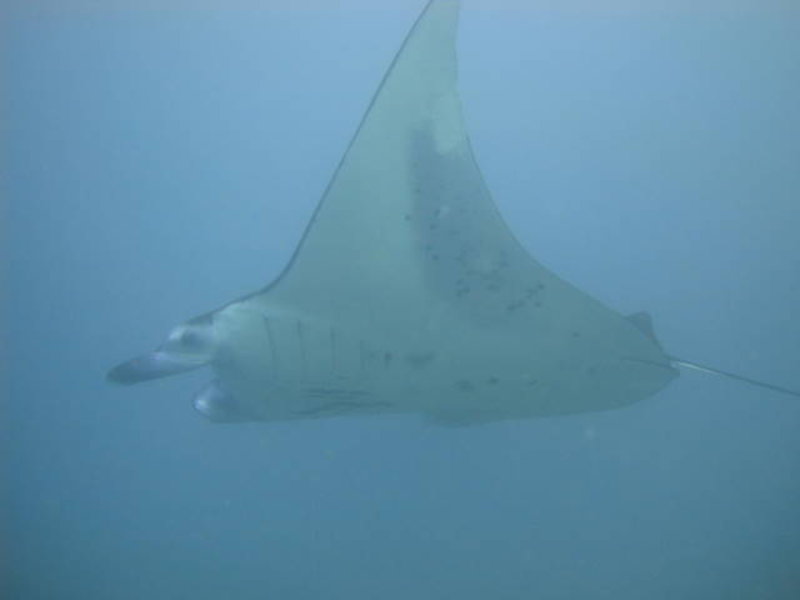 Amed - a manta passing by