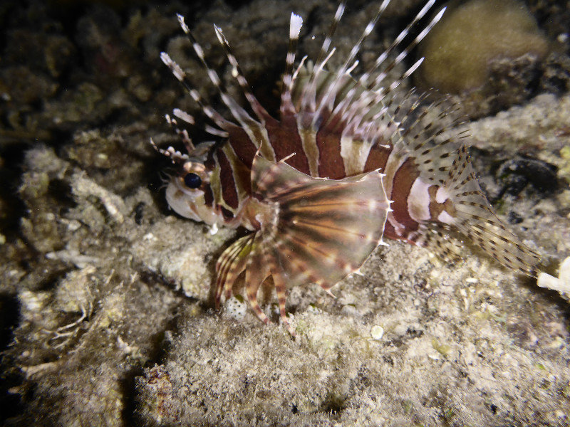 lion fish photographed on the night dive