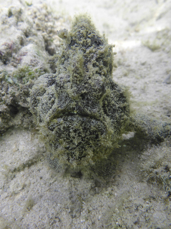 can u find a frog fish?