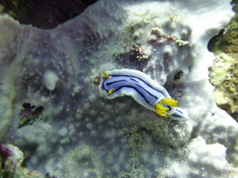 nudibranch a.k.a sea snail