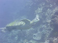 one of the many green sea turtles we saw