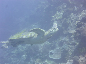 one of the many green sea turtles we saw