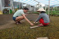 Mekong delta - working at the chili nursery