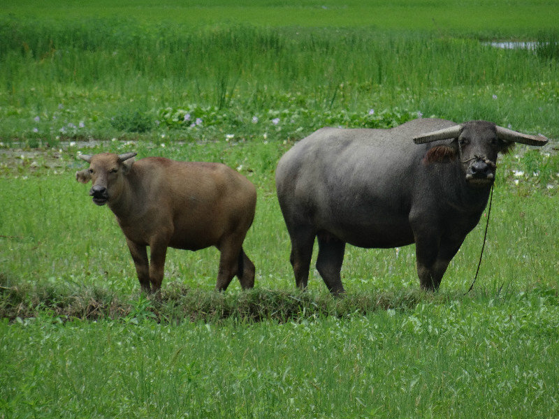 water buffalos in Hoi An