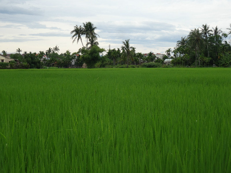 rice fields next to our Hoi An hotel
