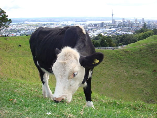 grazing on the crater rim of Mount Eden