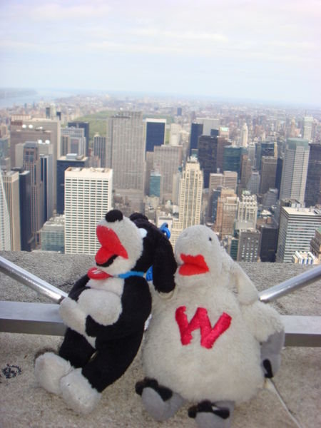 Woolly and Woof enjoying the view from the Empire State