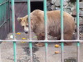 The world's saddest bear?