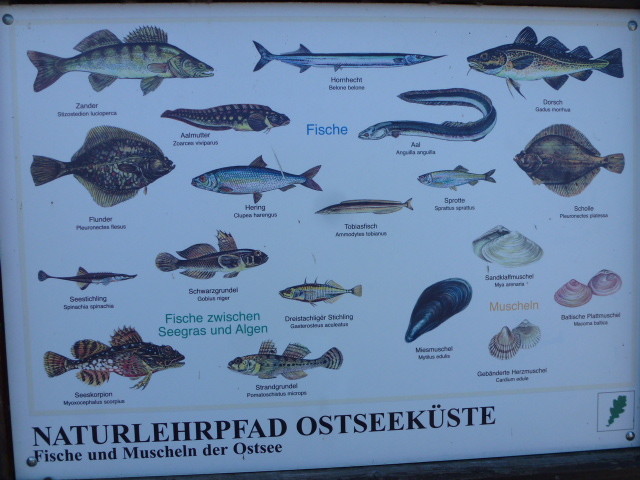 Fish varieties top