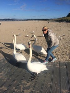 Swans in Poland