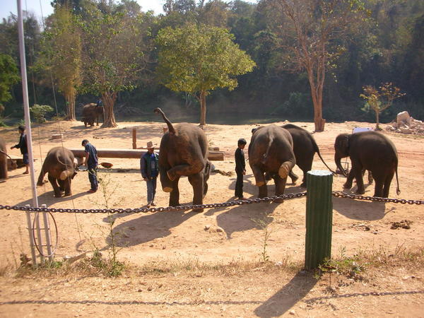 Elephant Rumps