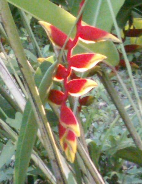 Red and Yellow flower