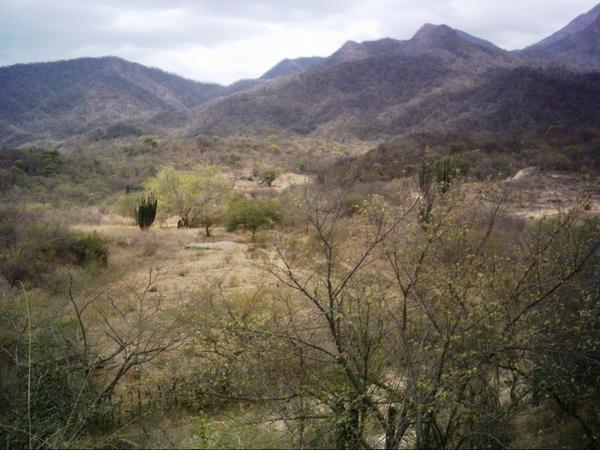 Cactus hills