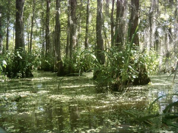 Swamp view