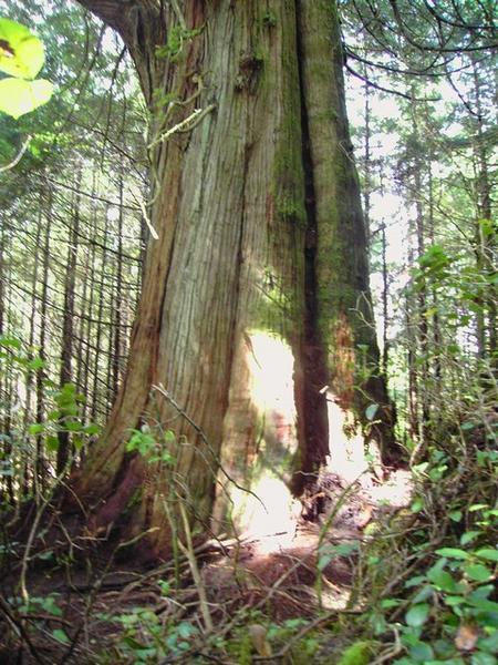Cedar in Rain Forest