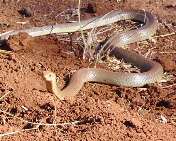 Venomous Brown Snake