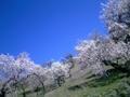 Almond blossom - typical Alpujarras view
