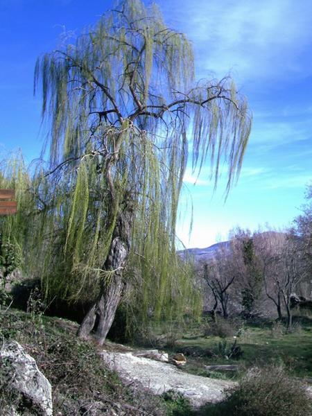 Massive willow by watermill