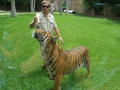 Tiger Feeding - Aus' Zoo.