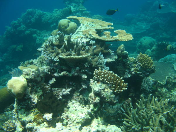 Coral and fish