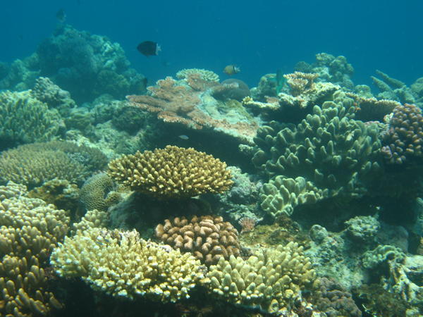 More Fish and coral