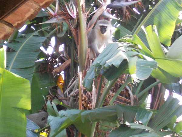 Monkeys at Papaya!