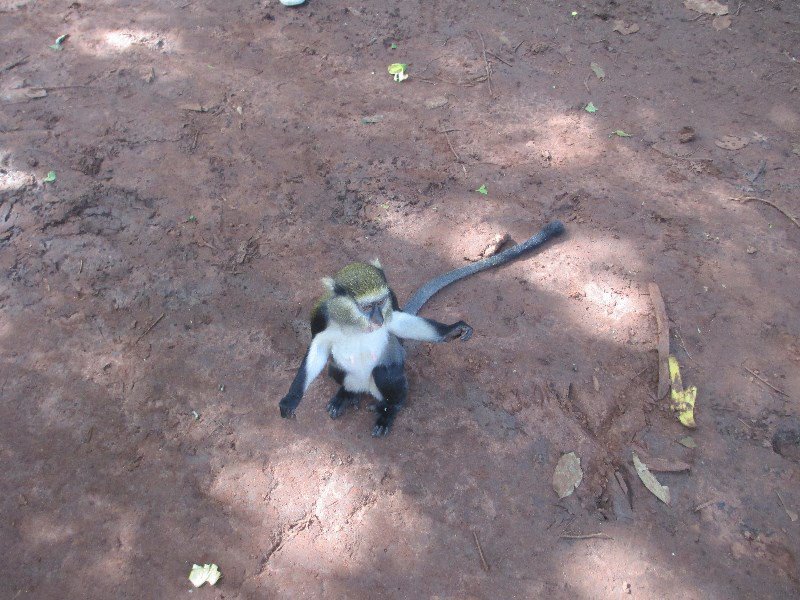 Mona monkey waiting for bananas!