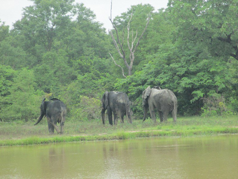 Elephants in Mole National Park