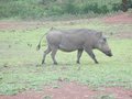 Warthog in Mole National Park