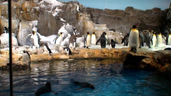 pinguins