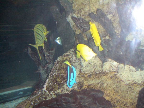Prachtig zoutwater aquarium in Mall